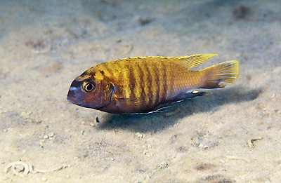 Tropheops sp. 'red fin' Liutche